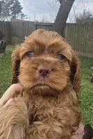 Red Female, a female Cocker Spaniel for sale in Spring, TX – Photo 1 of 2