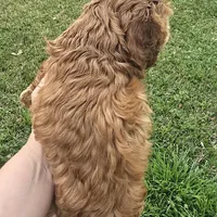 Red Female , a female Cocker Spaniel for sale in Spring, TX – Photo 2 of 4