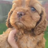 Red Female , a female Cocker Spaniel for sale in Spring, TX – Photo 3 of 4