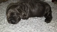 Chocolate Male 1, a male Cocker Spaniel for sale in Spring, TX – 3 of 5