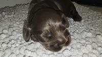 Chocolate Male 1, a male Cocker Spaniel for sale in Spring, TX – 5 of 5