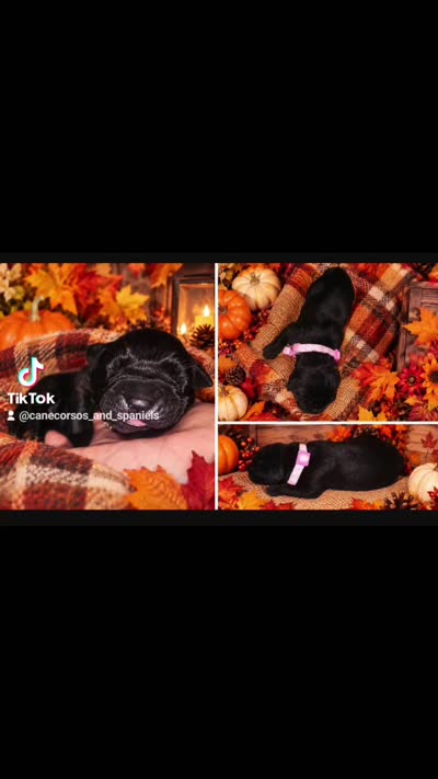 Black Female - Pink Collar - WORLD CHAMPION BLOODLINE, a female Cane Corso for sale in Spring, TX – 4 of 9