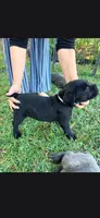 Black Female - Pink Collar - WORLD CHAMPION BLOODLINE, a female Cane Corso for sale in Spring, TX – 6 of 9