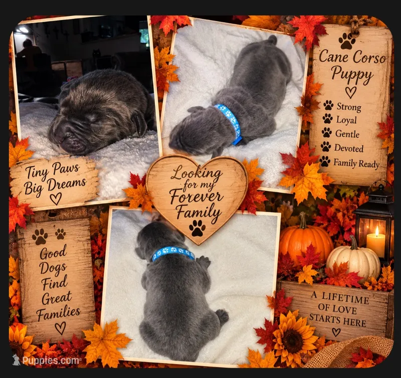BLUE COLLAR - Grey Male WORLD CHAMPION BLOODLINE – Cane Corso puppy for sale in Spring, TX