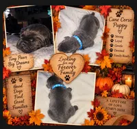BLUE COLLAR - Grey Male WORLD CHAMPION BLOODLINE, a male Cane Corso for sale in Spring, TX – 1 of 6