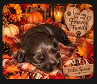 Chocolate Male 1, a male Cocker Spaniel for sale in Spring, TX – 1 of 5
