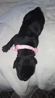 Black Female - Pink Collar - WORLD CHAMPION BLOODLINE, a female Cane Corso for sale in Spring, TX – 2 of 3