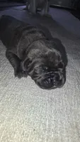Red Collar - Grey Male, a male Cane Corso for sale in Spring, TX – 3 of 3