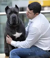 BLUE COLLAR - Grey Male WORLD CHAMPION BLOODLINE, a male Cane Corso for sale in Spring, TX – 5 of 6
