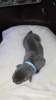 BLUE COLLAR - Grey Male WORLD CHAMPION BLOODLINE, a male Cane Corso for sale in Spring, TX – 3 of 3