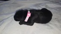 Black Female - Pink Collar - WORLD CHAMPION BLOODLINE, a female Cane Corso for sale in Spring, TX – 3 of 3
