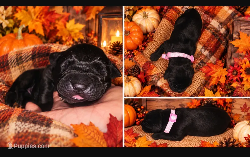 Black Female - Pink Collar - WORLD CHAMPION BLOODLINE – Cane Corso puppy for sale in Spring, TX