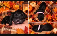 Black Female - Pink Collar - WORLD CHAMPION BLOODLINE, a female Cane Corso for sale in Spring, TX – 1 of 9