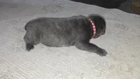 Red Collar - Grey Male, a male Cane Corso for sale in Spring, TX – 2 of 3