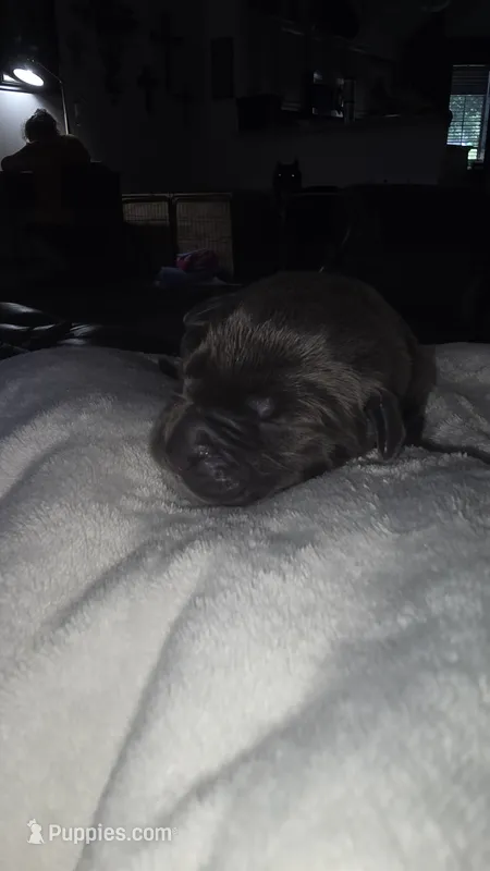 BLUE COLLAR - Grey Male WORLD CHAMPION BLOODLINE – Cane Corso puppy for sale in Spring, TX