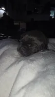 BLUE COLLAR - Grey Male WORLD CHAMPION BLOODLINE, a male Cane Corso for sale in Spring, TX – 1 of 3