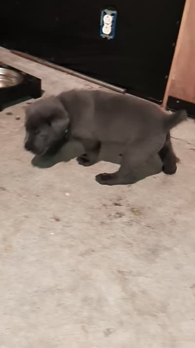 BLUE COLLAR - Grey Male WORLD CHAMPION BLOODLINE, a male Cane Corso for sale in Spring, TX – 6 of 6