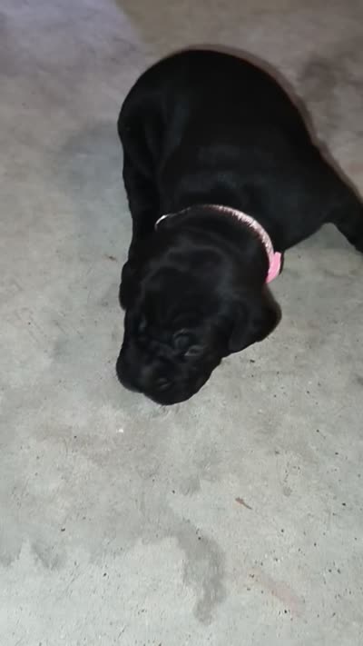 Black Female - Pink Collar - WORLD CHAMPION BLOODLINE, a female Cane Corso for sale in Spring, TX – 8 of 9