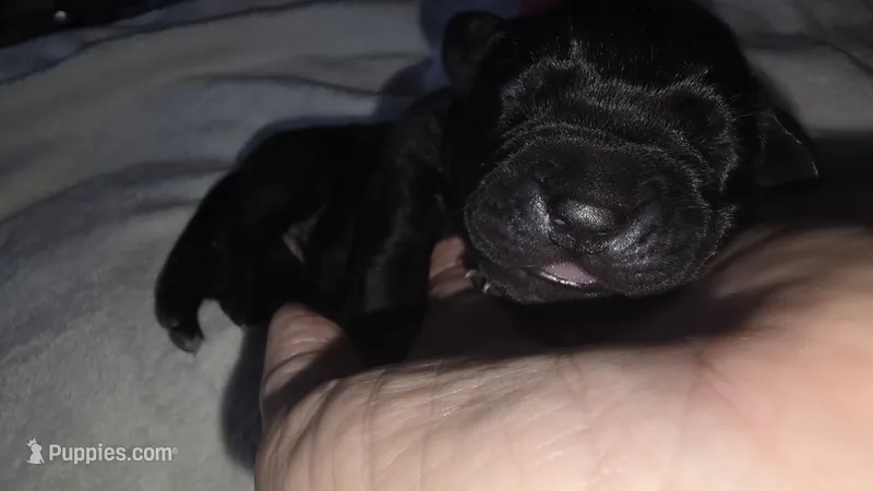 Black Female - Pink Collar - WORLD CHAMPION BLOODLINE – Cane Corso puppy for sale in Spring, TX