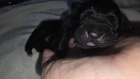 Black Female - Pink Collar - WORLD CHAMPION BLOODLINE, a female Cane Corso for sale in Spring, TX – 1 of 3