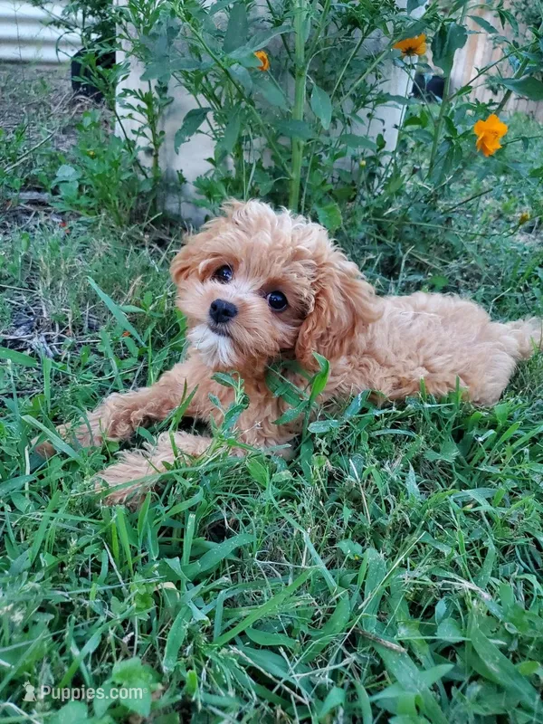Pipsi (Toy Cavapoo) (Ready To Go To New Home Today) – Cavapoo puppy for sale in Austin, TX
