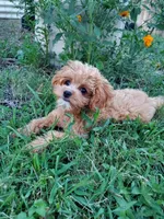 Pipsi (Toy Cavapoo) (Ready To Go To New Home Today), a female Cavapoo for sale in Austin, TX – 1 of 10
