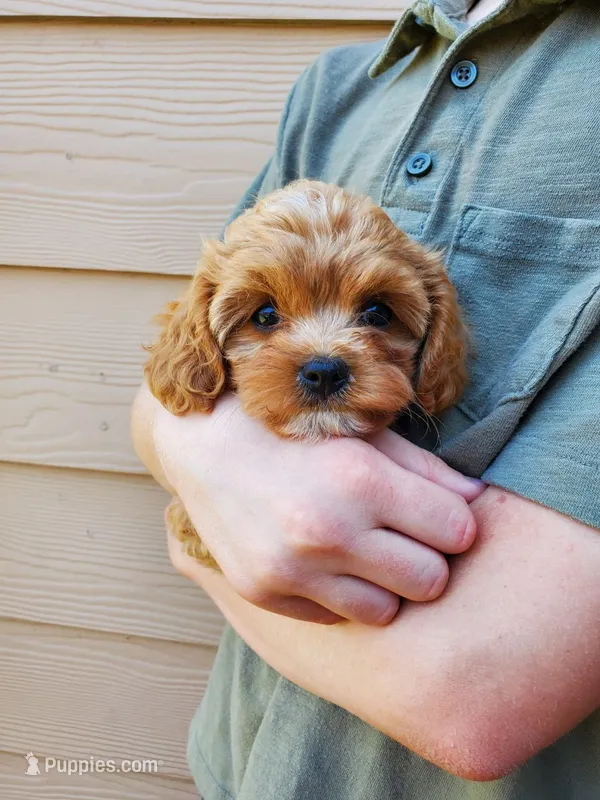 Sprinkles – Cavapoo puppy for sale in Austin, TX