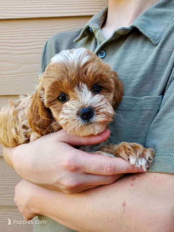 Frosting – Cavapoo puppy for sale in Austin, TX