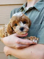Frosting, a female Cavapoo for sale in Austin, TX – 5 of 8
