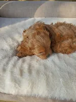 Caramel, a female Cavapoo for sale in Kyle, TX – Photo 3 of 7
