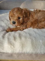 Caramel, a female Cavapoo for sale in Kyle, TX – Photo 2 of 7