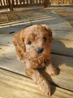 Caramel, a female Cavapoo for sale in Kyle, TX – Photo 1 of 7