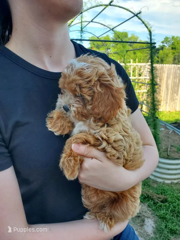 Frosting – Cavapoo puppy for sale in Austin, TX