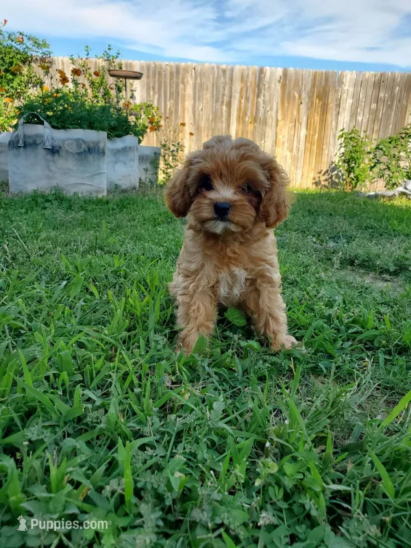 Pipsi (Toy Cavapoo) – Cavapoo puppy for sale in Austin, TX