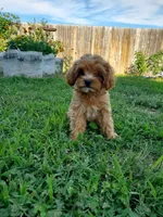 Sprinkles (Toy Cavapoo), a female Cavapoo for sale in Austin, TX – 3 of 9
