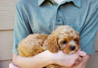 Sprinkles, a female Cavapoo for sale in Austin, TX – 5 of 10