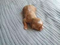 Frosting, a female Cavapoo for sale in Austin, TX – Photo 2 of 9