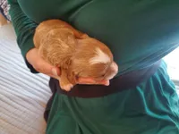 Frosting, a female Cavapoo for sale in Austin, TX – Photo 4 of 9