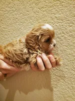 Frosting, a female Cavapoo for sale in Austin, TX – Photo 3 of 7