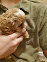 Frosting, a female Cavapoo for sale in Austin, TX – Photo 2 of 7