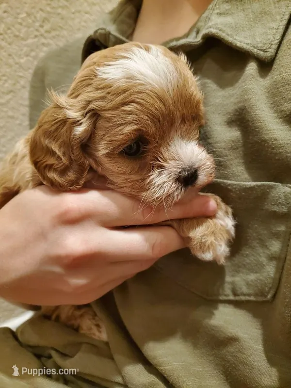 Frosting – Cavapoo puppy for sale in Austin, TX