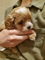 Frosting, a female Cavapoo for sale in Austin, TX – Photo 1 of 7