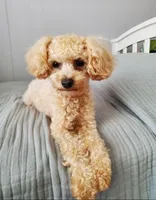 Frosting, a female Cavapoo for sale in Austin, TX – Photo 8 of 9