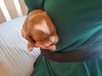 Frosting, a female Cavapoo for sale in Austin, TX – Photo 5 of 9