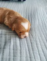 Frosting, a female Cavapoo for sale in Austin, TX – Photo 6 of 9