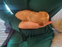 Frosting, a female Cavapoo for sale in Austin, TX – Photo 3 of 9