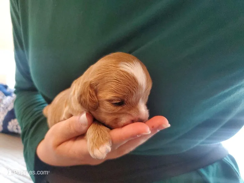Frosting, a female Cavapoo for sale in Austin, TX – Photo 1 of 9