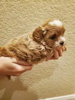 Frosting, a female Cavapoo for sale in Austin, TX – Photo 4 of 7