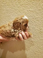 Frosting, a female Cavapoo for sale in Austin, TX – Photo 5 of 7