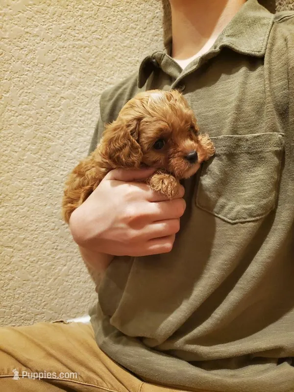 Sprinkles – Cavapoo puppy for sale in Austin, TX